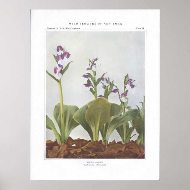 Póster Showy Orchis - Espectáculos de Galeorchis (Frente)