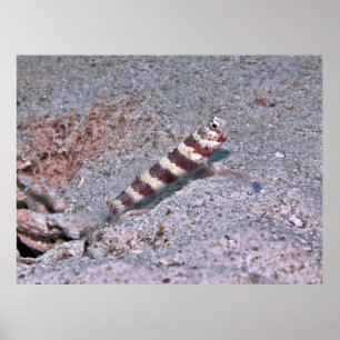 Póster Shrimp Goby en observación