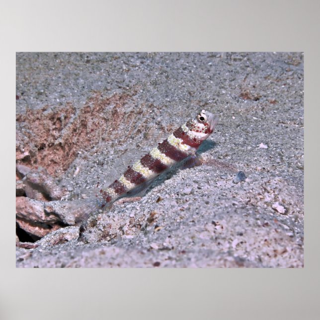 Póster Shrimp Goby en observación (Frente)
