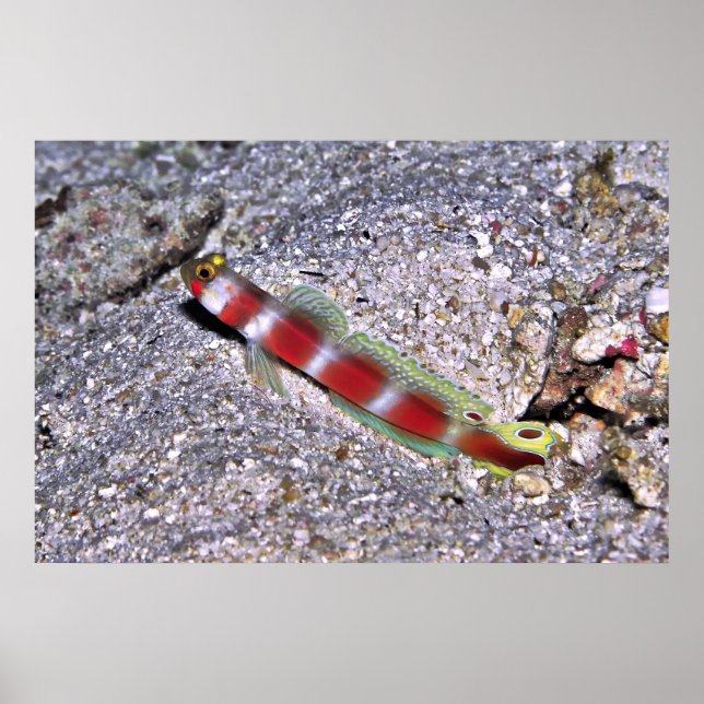 Póster Shrimp Goby-Maldives (Frente)