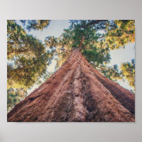 Shrine Sequoia | POSTER