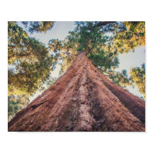 Shrine Sequoia | POSTER