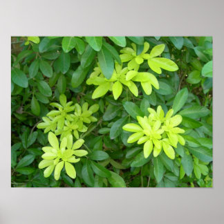 Póster Shrubbery