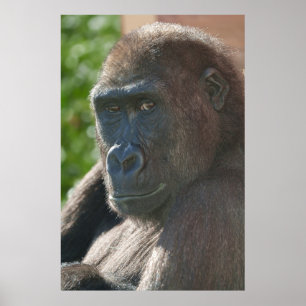 Póster Shufai desde el zoológico de Twycross