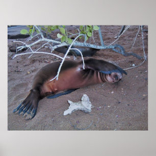 Póster Shy de cámara