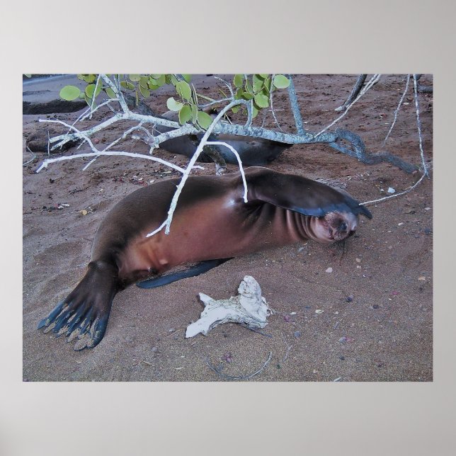 Póster Shy de cámara (Frente)