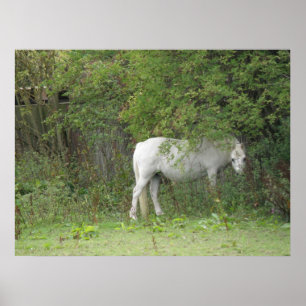 Póster Shy White Horse Poster