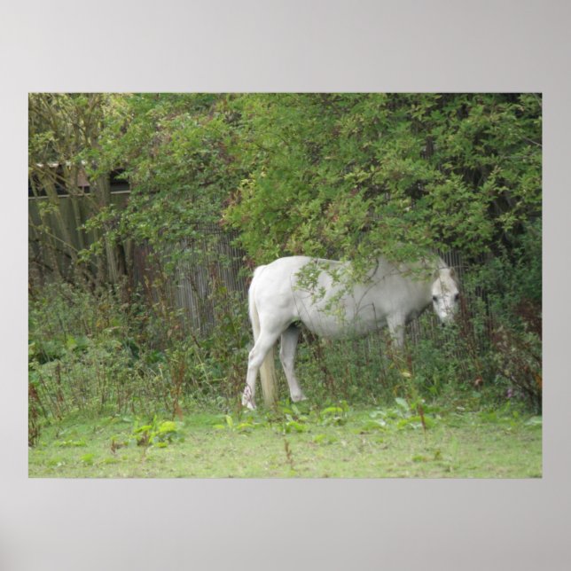 Póster Shy White Horse Poster (Frente)