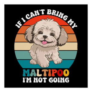 Póster Si no puedo traer a mi perro Maltipoo, no voy
