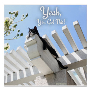 Póster Sí, Tienes Esta Foto De Gato De Animación