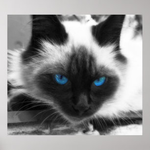 Póster Siamese Cat