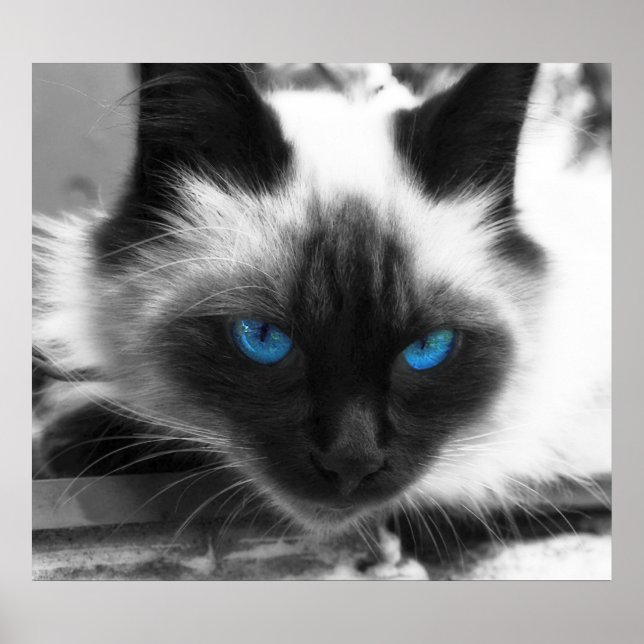 Póster Siamese Cat (Frente)