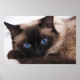 Póster Siamese Kitten Sweetie Face