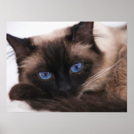 Póster Siamese Kitten Sweetie Face