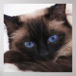 Póster Siamese Kitten Sweetie Face
