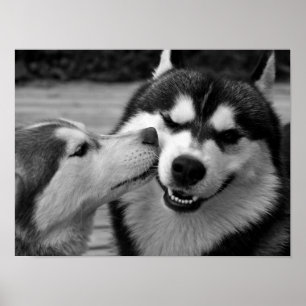 Póster Siberian Husky Love