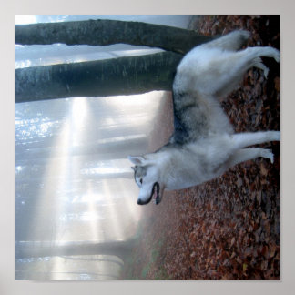 Póster Siberian Husky - Poster