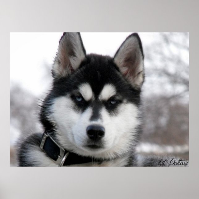 Póster Siberian Husky Puppy poster (Frente)