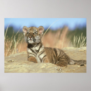 Póster Siberian Tiger