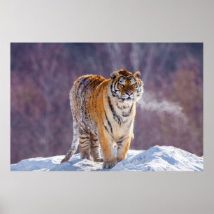 Póster Siberian tiger in snow, China