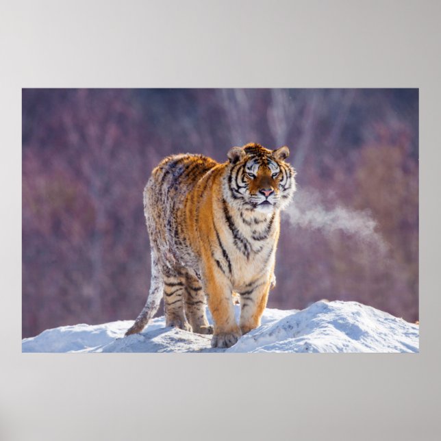 Póster Siberian tiger in snow, China (Frente)