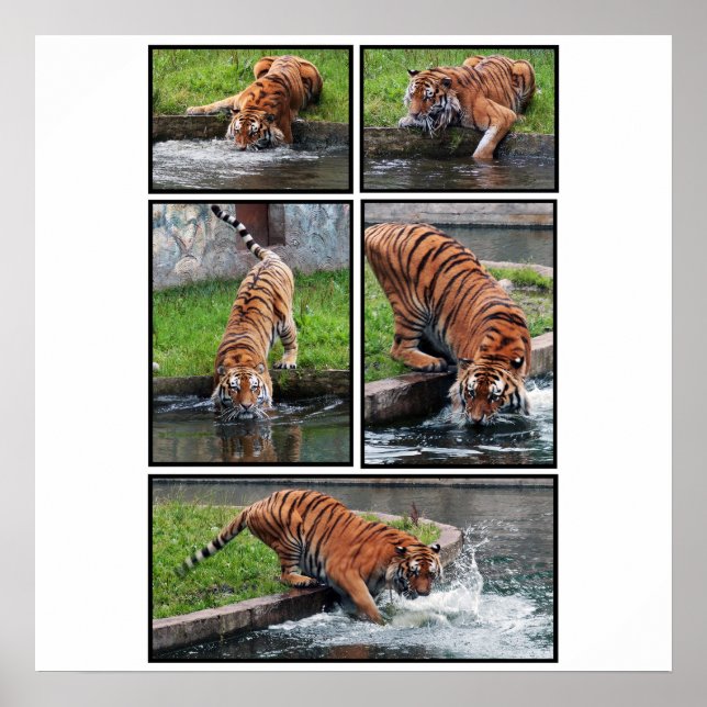 Póster Siberian tiger poster (Frente)