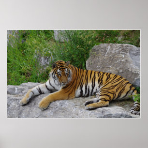 Póster Siberian Tiger Relaxing on a Rock
