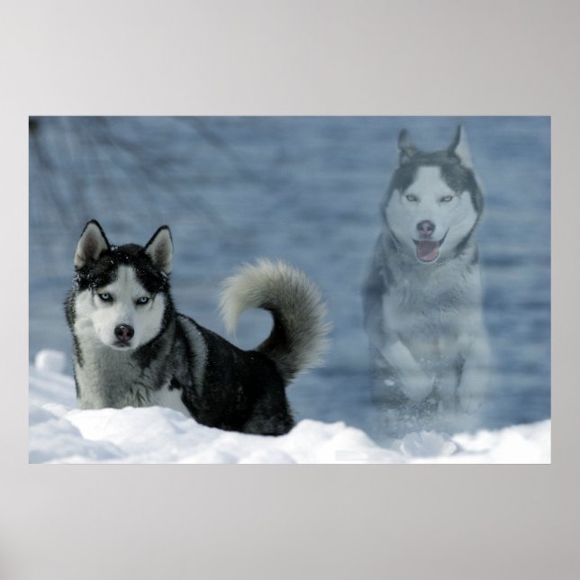 Póster Sibirian Husky (Frente)