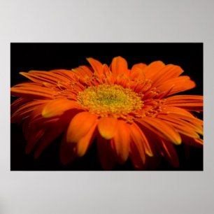 Póster Side On Gerber