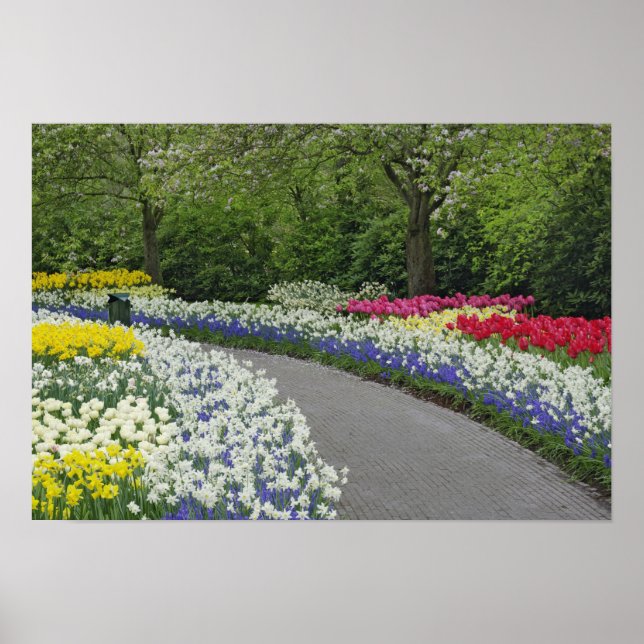 Póster Sidewalk pathway through tulips and daffodils, (Frente)