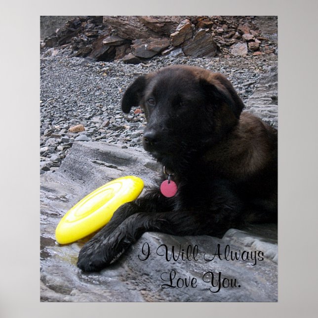 Póster Siempre Te Amaré Poster (Frente)