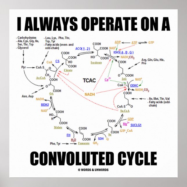 Póster Siempre Trabajo En Un Ciclo Convolucionado (Krebs) (Frente)
