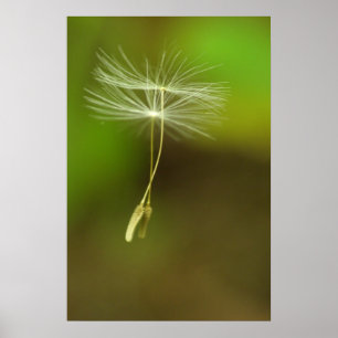 Póster Siéntete libre - semillas de Dandelion voladoras