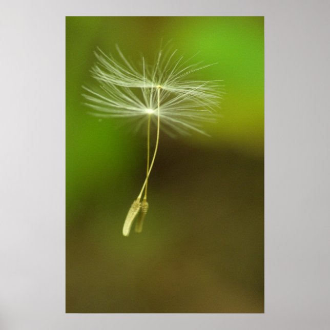 Póster Siéntete libre - semillas de Dandelion voladoras (Frente)