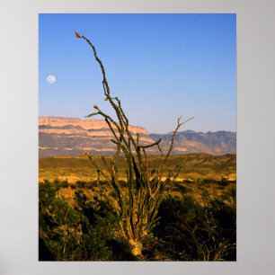 Póster Sierra del Carmen Octillo