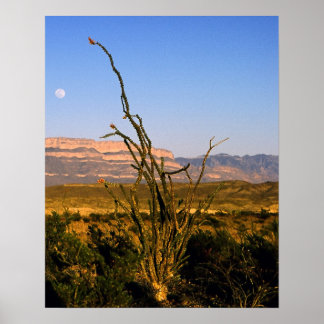 Póster Sierra del Carmen Octillo