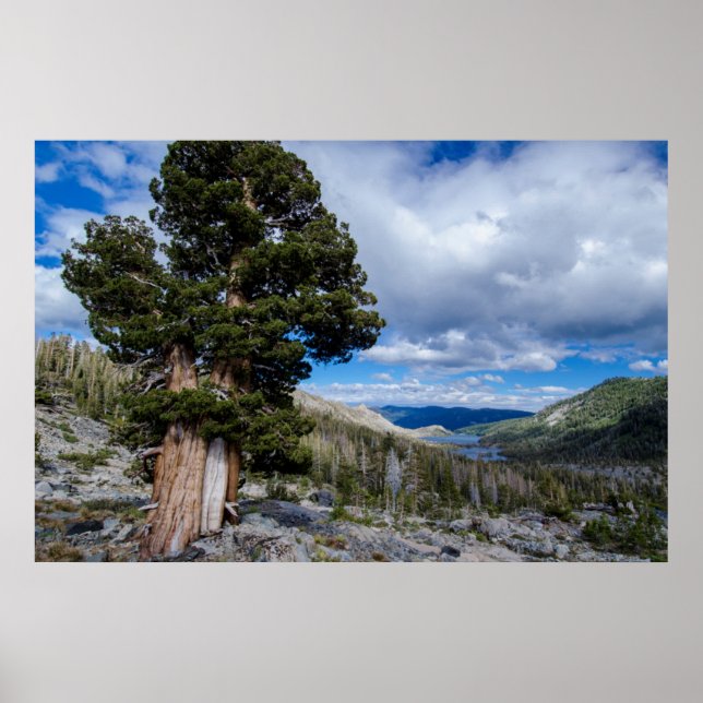 Póster Sierra Juniper and Evergreen Trees 2 (Frente)