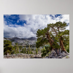 Póster Sierra Juniper y árboles de hoja perenne