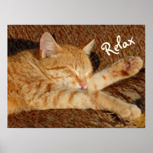 Póster Siesta - Relaxing Cat