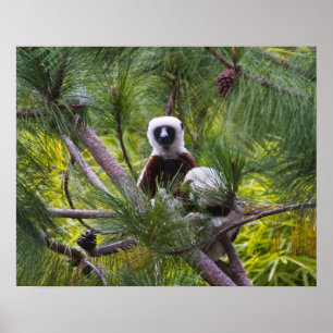 Póster Sifaka de Coquerel en el bosque