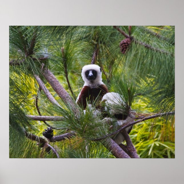 Póster Sifaka de Coquerel en el bosque (Frente)