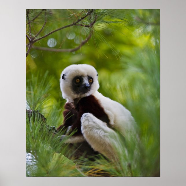 Póster Sifaka de Coquerel en el bosque 2 (Frente)