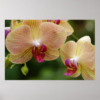 Póster Sigamos juntos