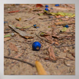 Póster Signed Fallen Blueberries