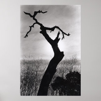 Póster sihloette de árbol