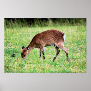 Póster Sika Deer