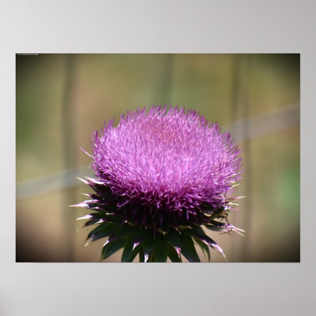 Póster Silbato, (Frente)