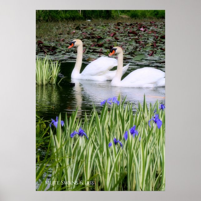 Póster Silenciar cisnes e iris: papel Poster de valor (Frente)