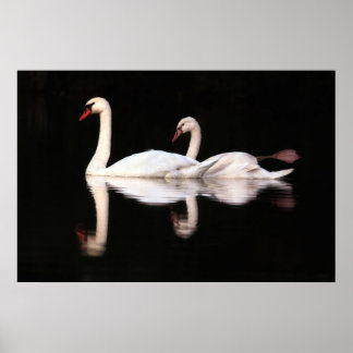 Póster Silenciar los Swans