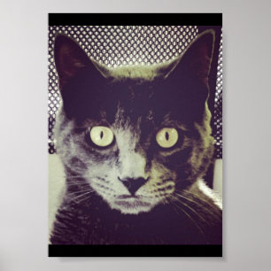 Póster Silent Kitty